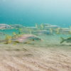 Florida Snook