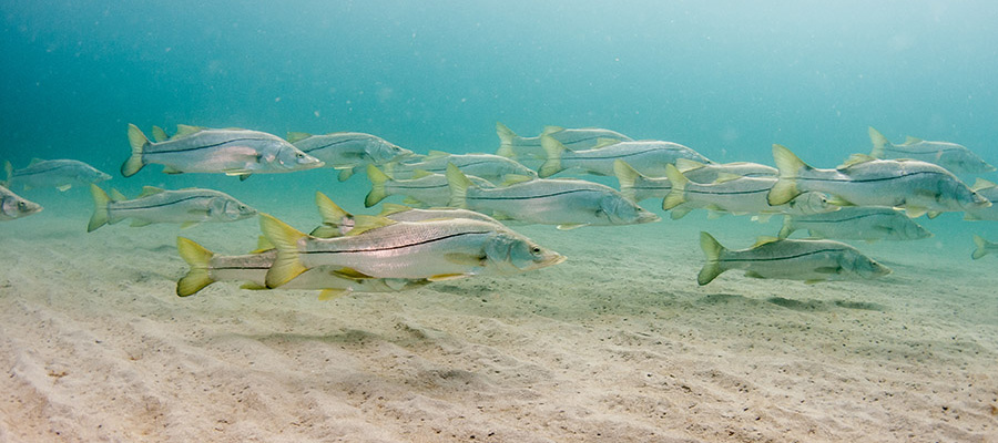 Florida Snook