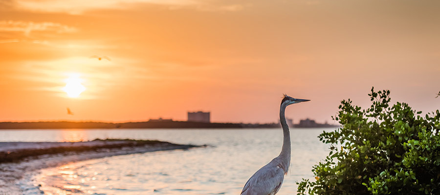 Great Blue Heron