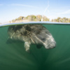 Manatee