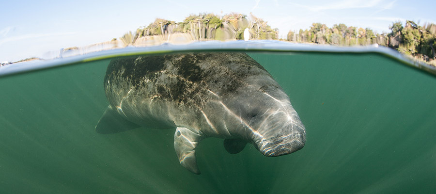 Manatee