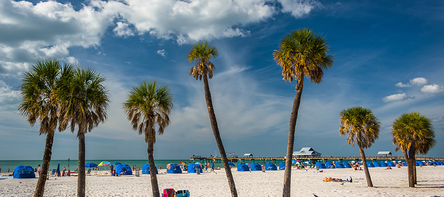 Palm trees on the beach in Clearwater Beach, Florida